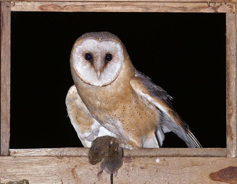 White Barn Owls Stun In Moonlight Outside My Window