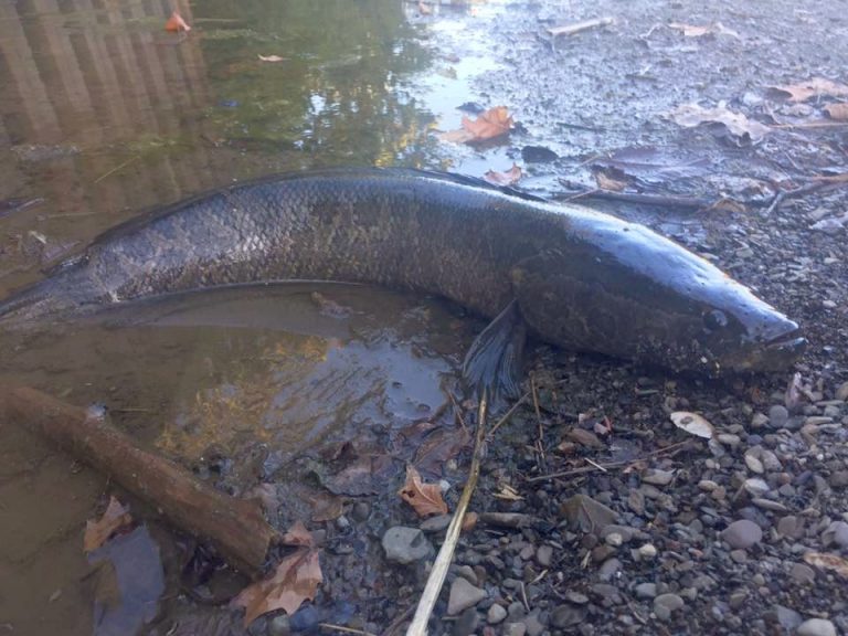 Invasive Northern Snakehead at Duck Hollow | Outside My Window