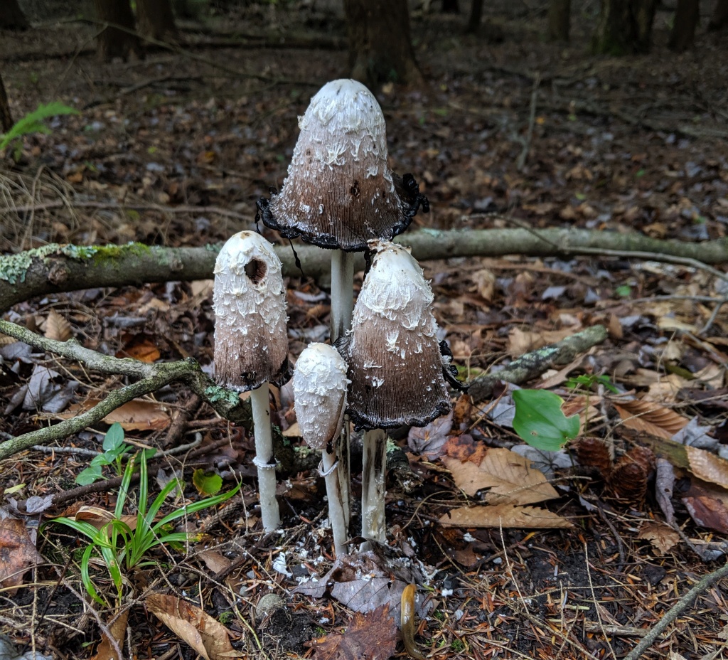 Shaggy Mane | Outside My Window