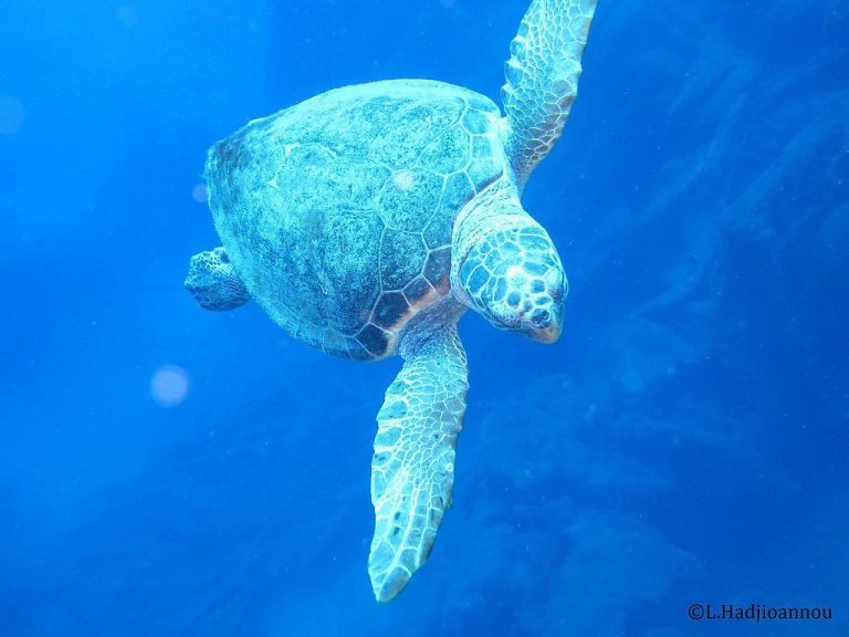 Turtles Ride Out The Storm | Outside My Window