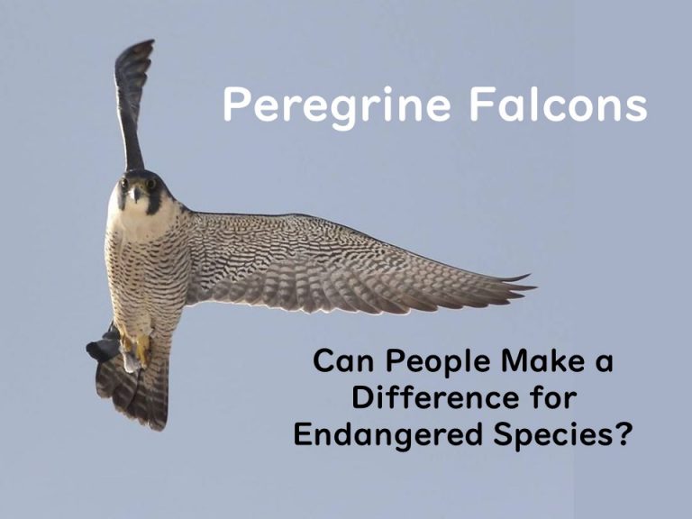 Peregrines: A Hopeful Story, Dec 12 | Outside My Window