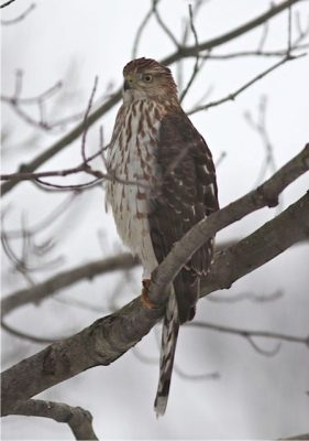 Falcon or Hawk? | Outside My Window