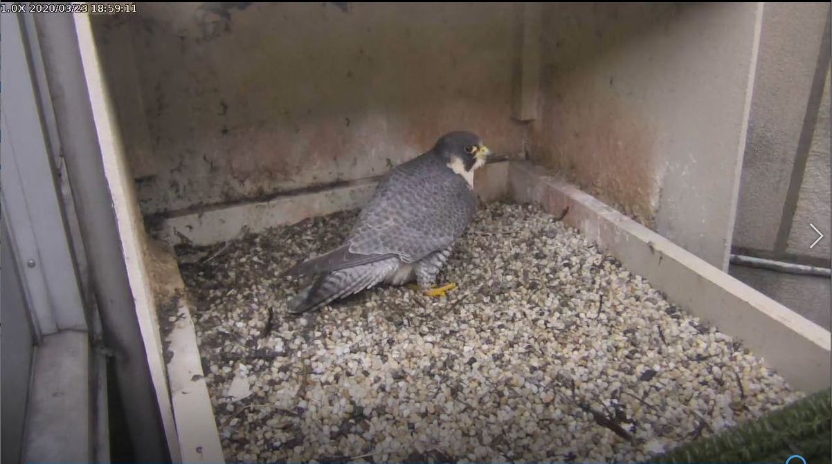 What’s Up At The Pitt Peregrine Nest? | Outside My Window