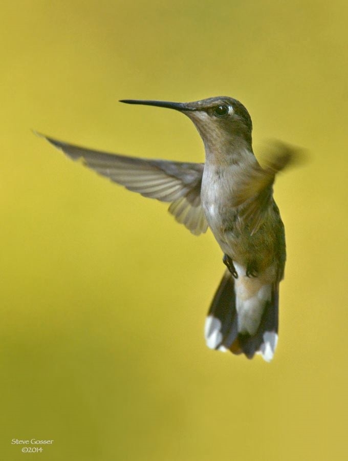 Hummingbird Migration Where Are They Now Outside My Window