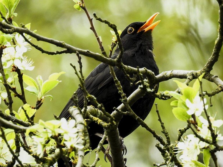 blackbird singing in the dead of night tiktok