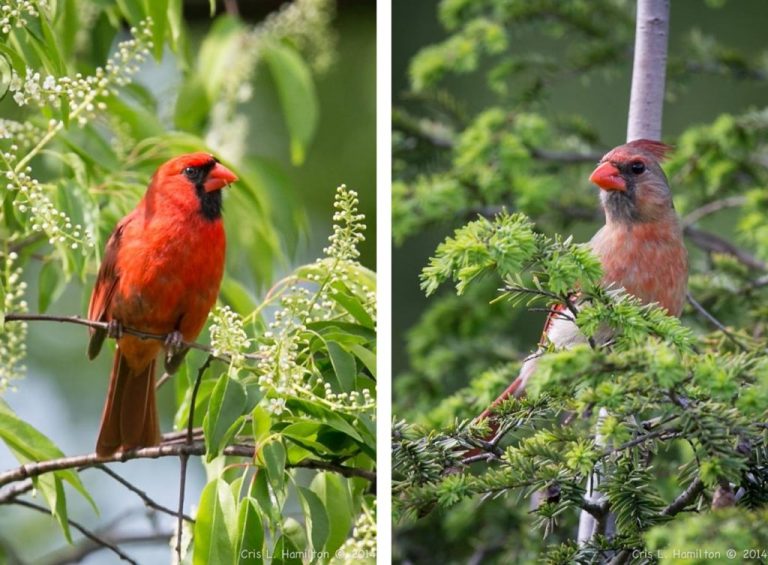 Female Birds Do Sing | Outside My Window