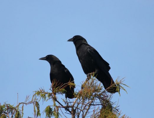 Two Crows Save The Day | Outside My Window