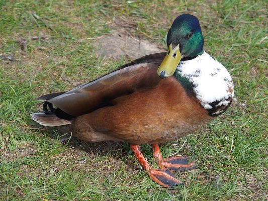 Mixed Up Ducks | Outside My Window