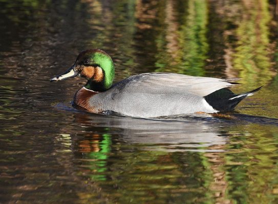 Mixed Up Ducks | Outside My Window