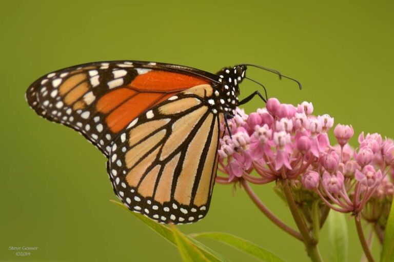 Monarchs Are Using Their Sun Compasses | Outside My Window