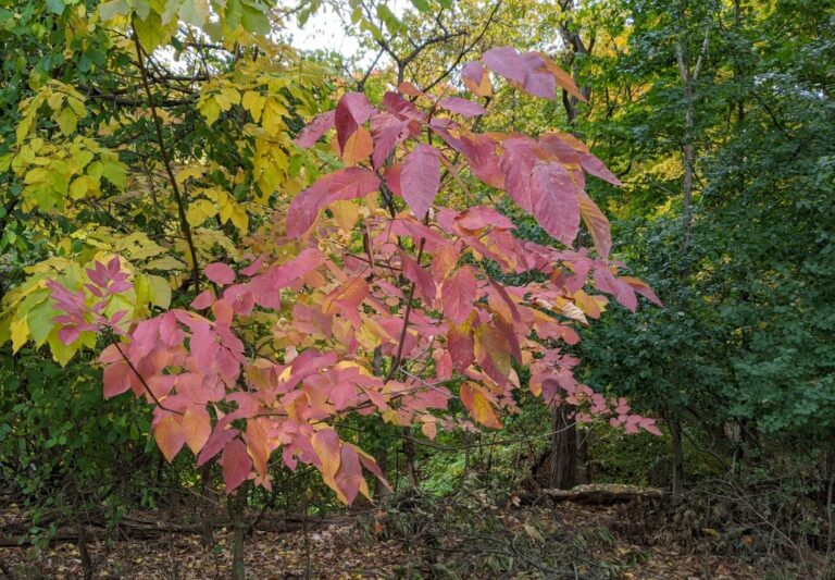 Fall Color At Its Best Outside My Window