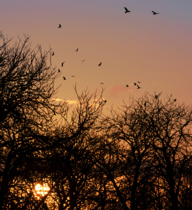 Where Did The Crows Go? | Outside My Window