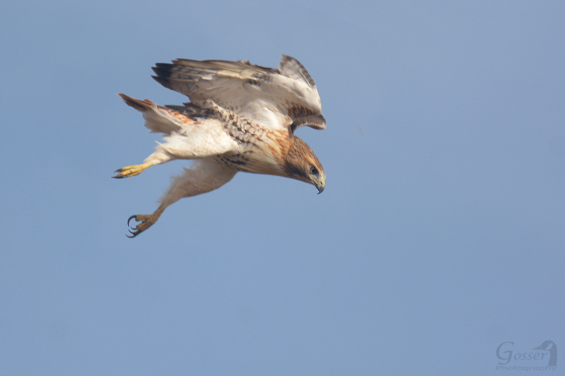 Red-tailed Hawks Look Different In the West | Outside My Window