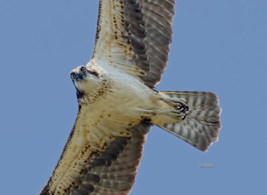 Osprey Back Yet Outside My Window