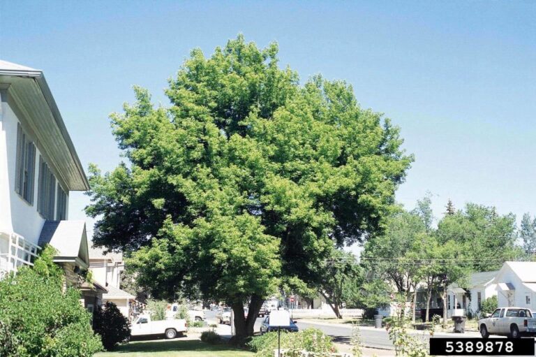 What Is It About Box Elder? | Outside My Window