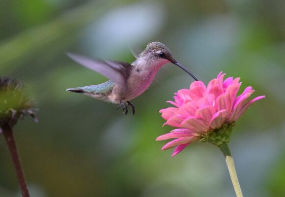 Hummingbird Migration Begins This Month | Outside My Window