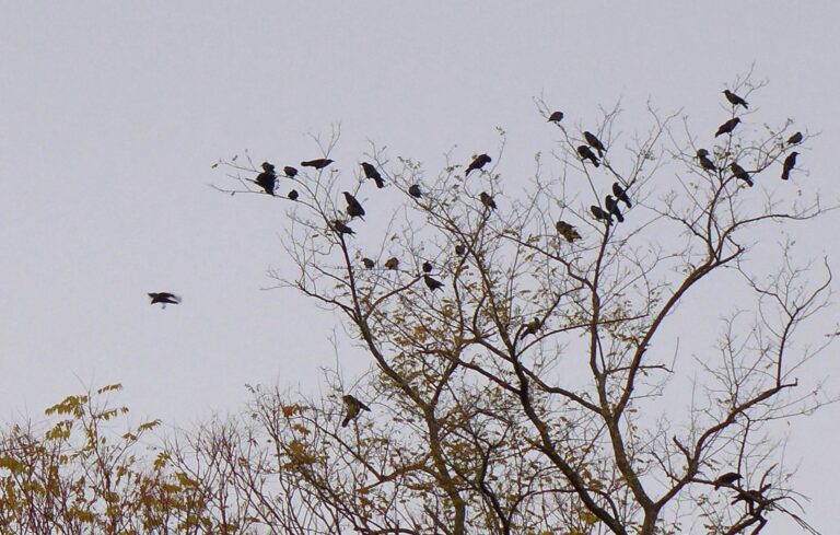 Down to the Wire: Where Are The Crows? | Outside My Window