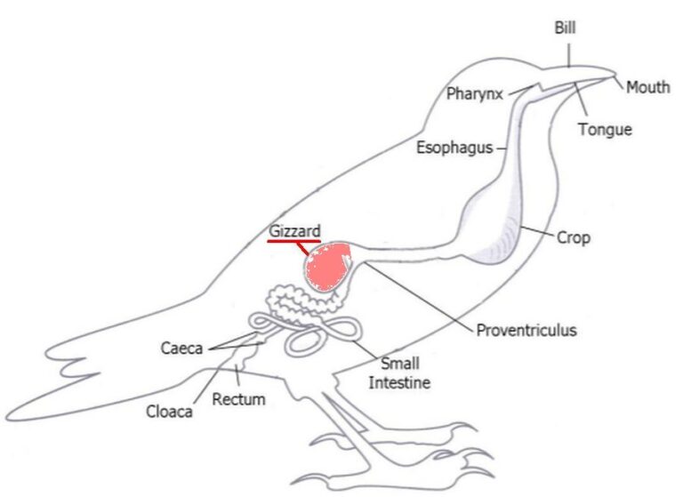 Digestive System Of A Bird Diagram