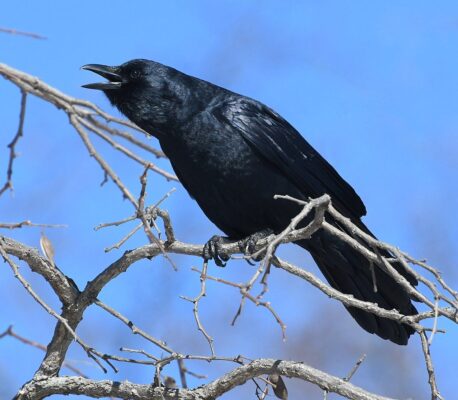 Crows & Ravens | Outside My Window