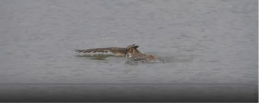 Why Did The Owl Go Swimming? | Outside My Window