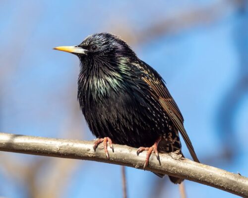 Bird Anatomy | Outside My Window