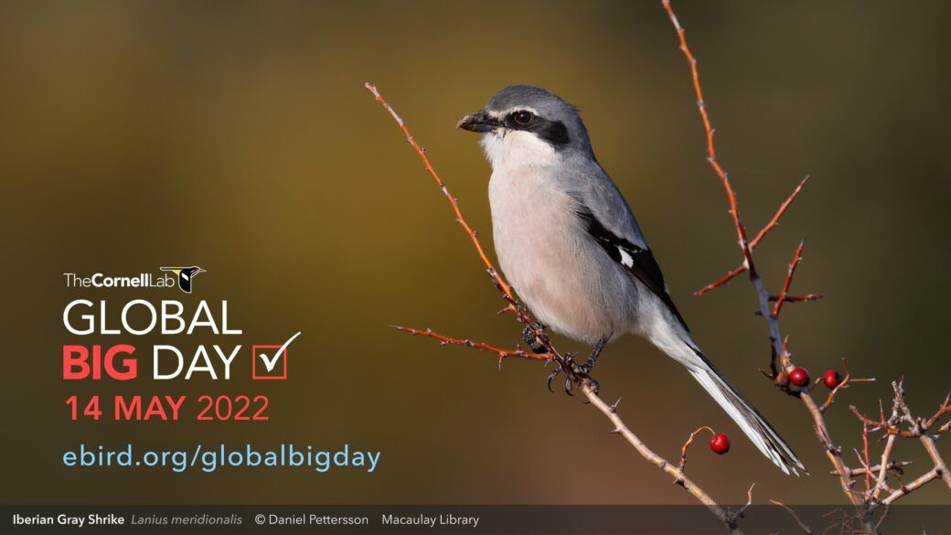 Go Birding Tomorrow on Global Big Day Outside My Window