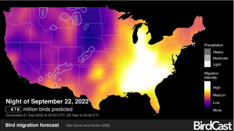 Intense Migration Forecast for Tonight | Outside My Window