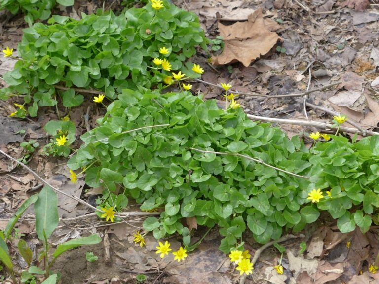 Invasive Lesser Celandine | Outside My Window