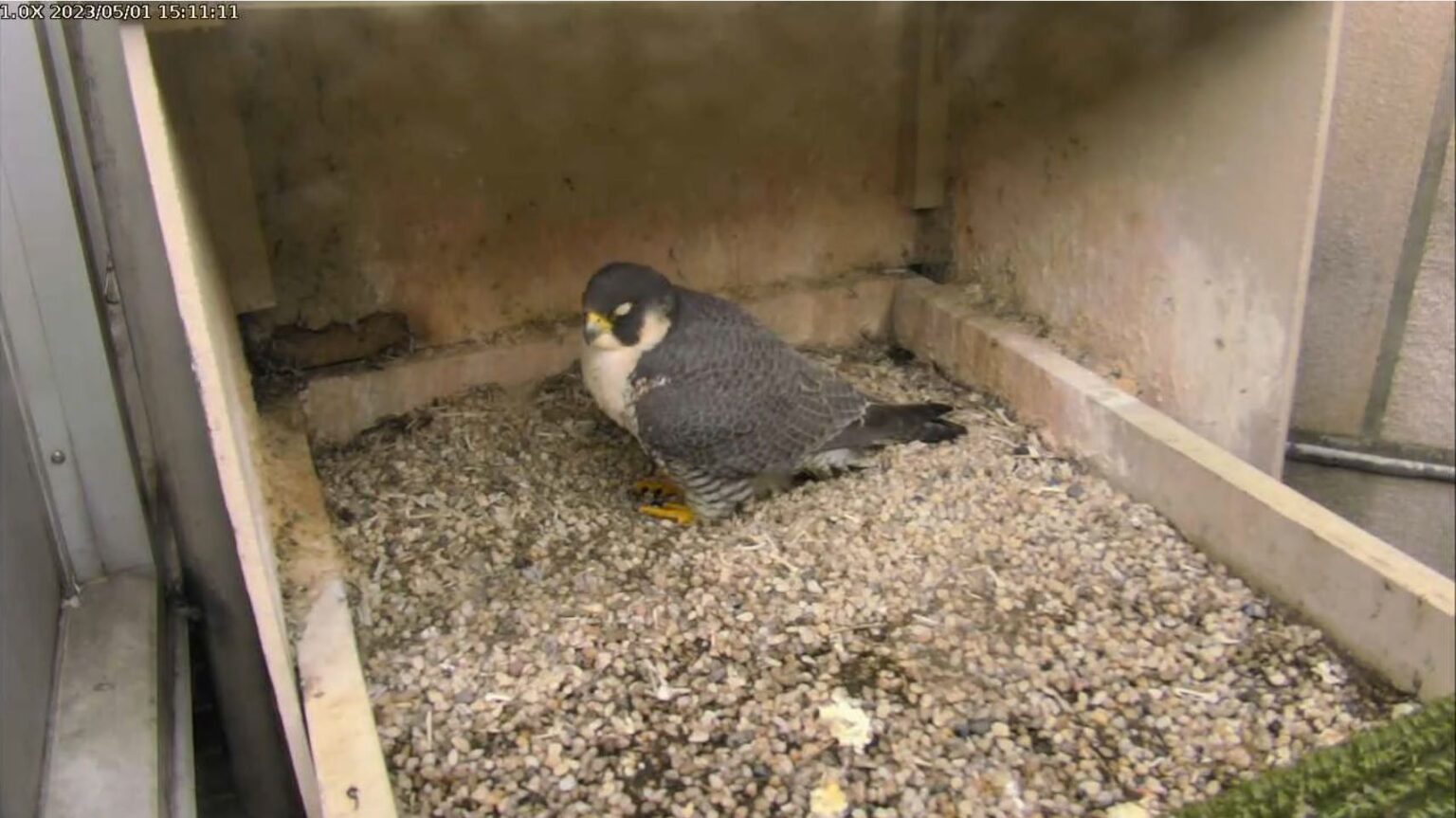 Update on Morela at the Pitt Peregrine Nest | Outside My Window