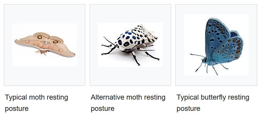 The Moth - Wikipedia
