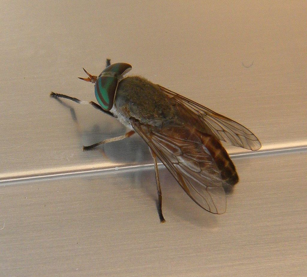 These Biting Flies Love Blue Outside My Window