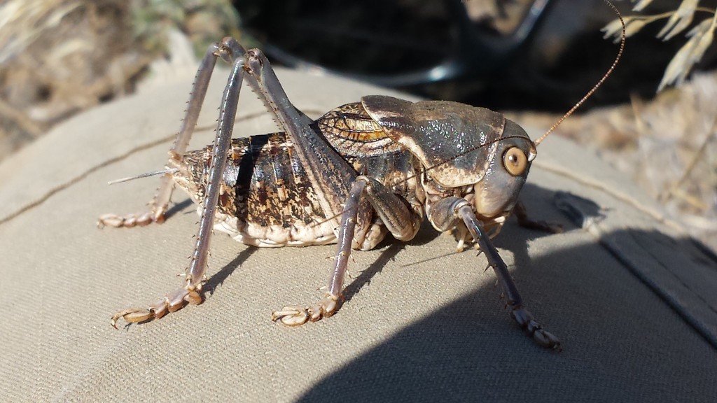 Plagues of Bugs | Out of doors My Window