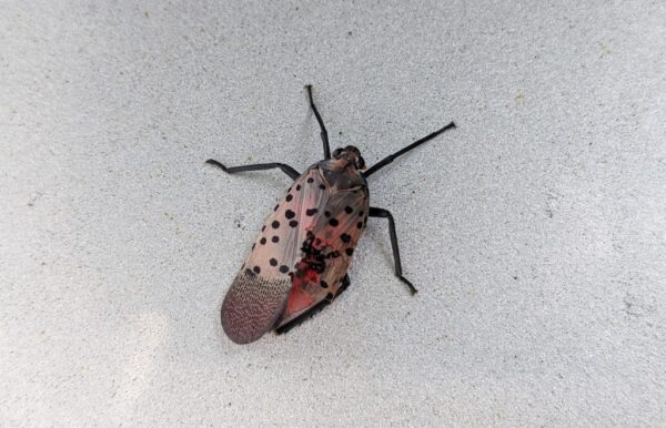 What Kills Spotted Lanternflies? | Outside My Window