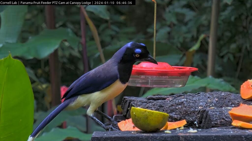 Bird feeder webcam in Pretoria, South Africa
