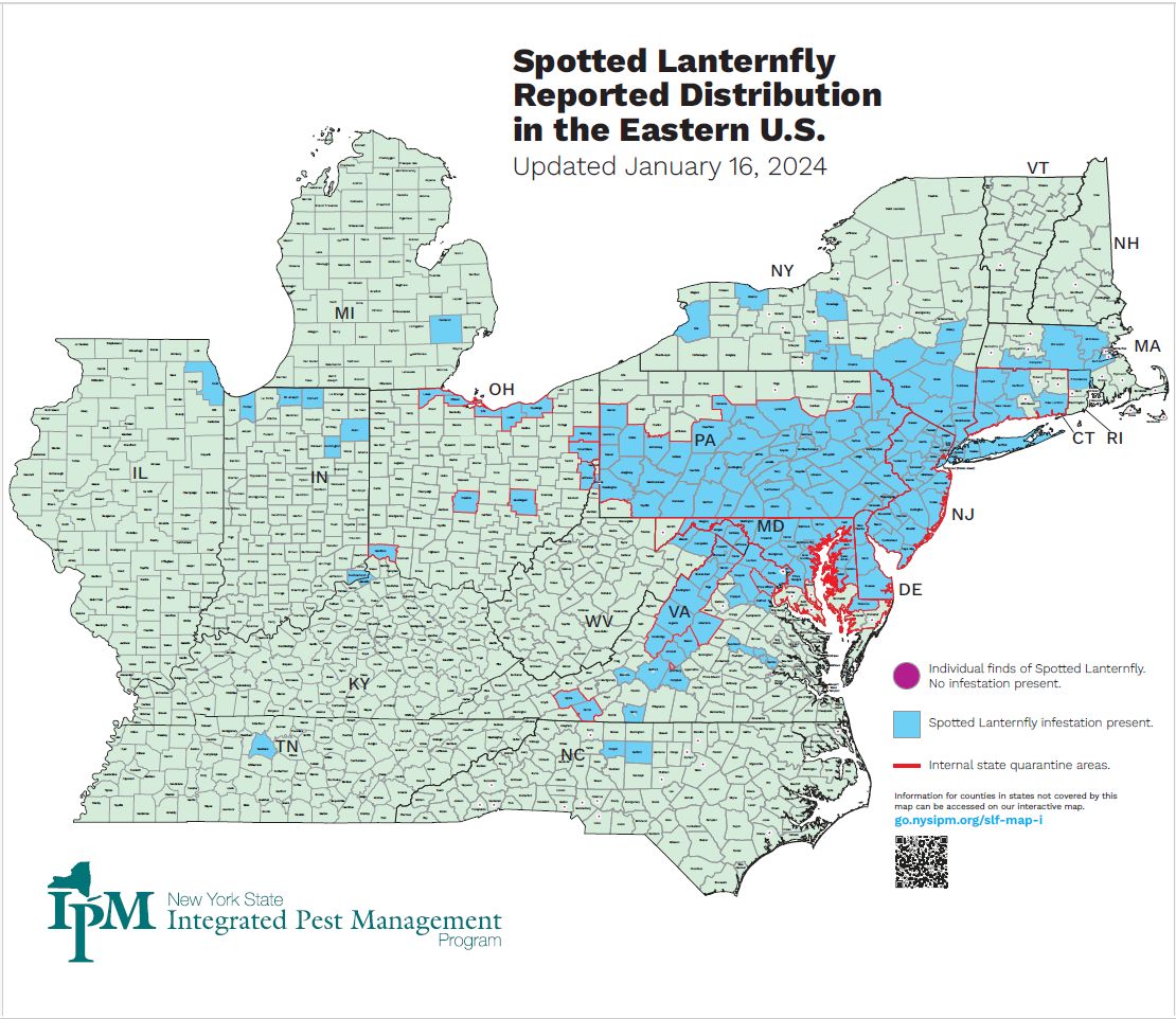 First Report: Adult Spotted Lanternfly | Outside My Window