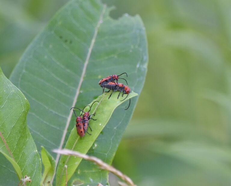 On Milkweed | Outside My Window