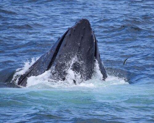 In Case You Missed It: The Whale | Outside My Window