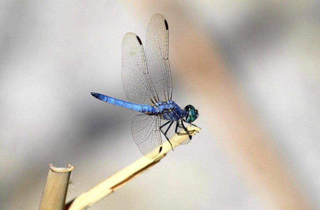 Swarm of Dragonflies at the Transfer