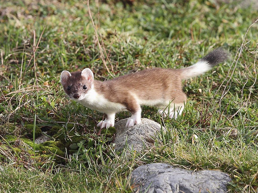 Playground for Child Stoats | Out of doors My Window